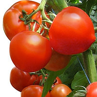 Семена томата для пленочных теплиц Агилис F1 (1000 шт)
