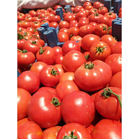 Семена томатов для открытого грунта (детерминантные) Асалет F1 (1000 шт)