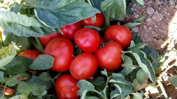 Семена томата для открытого грунта Лоджейн F1 (1000 шт) - фото 2 - id-p77030776