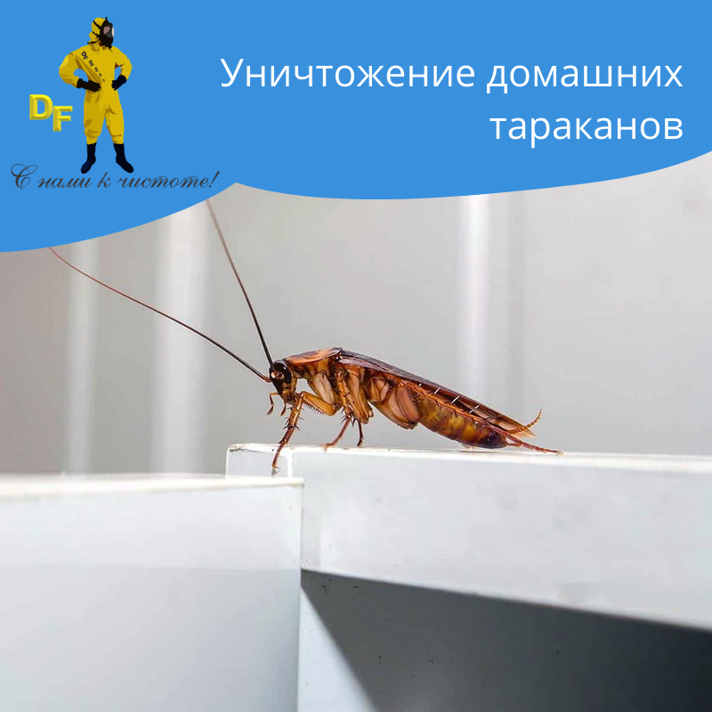 Уничтожение тараканов в 1 комнатной квартире