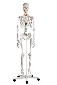 Дидактический скелет «Оскар»
