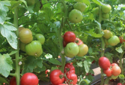 Семена томата для пленочных теплиц Тайпинк F1 (1000 шт)