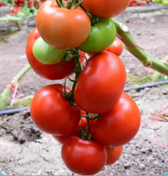 Семена томатов для пленочных теплиц Меган F1 (1000 шт) - фото 1 - id-p77437185