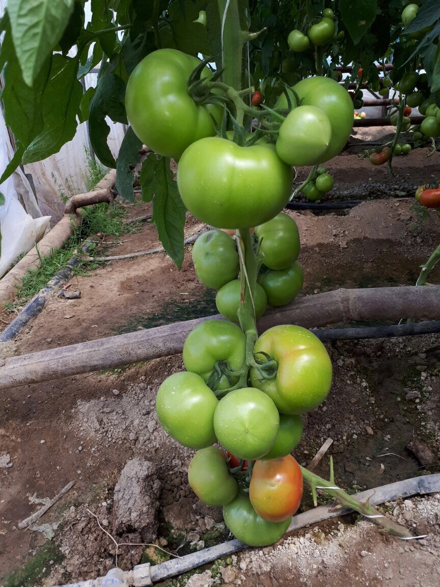 Семена томата для пленочных теплиц Ронда F1 (1000 шт) - фото 3 - id-p77437235