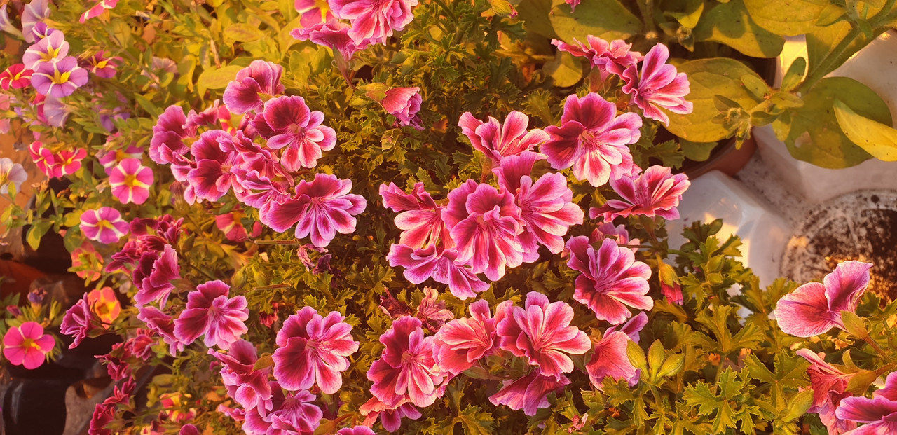 Bekswell Rosette / подрощенное растение