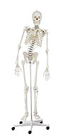 Скелет Хьюго с подвижным позвоночником