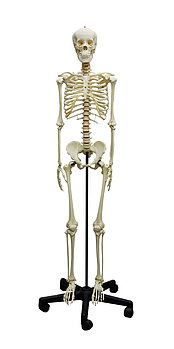 Подростковый скелет