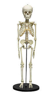 Детский скелет, 5 лет