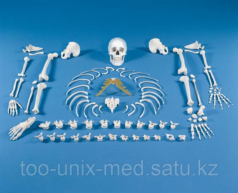 Сұлулармен ретро секс