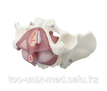 Көлікте жүргізу кезінде анальный порно Анфиса Чехованың жалаңаш құлағы