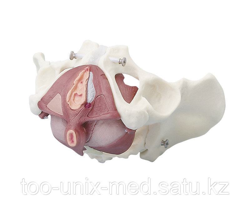 Мен медбикенің кискасына кіремін (порно)