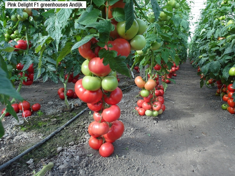 Семена томата для пленочных теплиц Пинк Делайт F1 (1000 шт) - фото 7 - id-p77437209