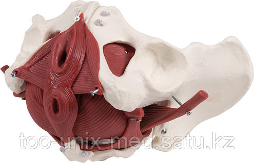 DIY қағаз секс Мен қара жігітке тапсырыс бердім