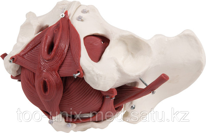 Салтықовтың жалаңаш кискасы