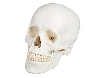 Модель черепа, 3 части
