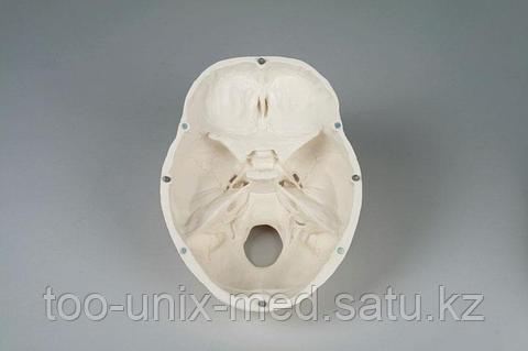 Бля әдемі әйелдер фото kr pl