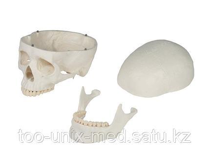 киска үлкен кішкентай