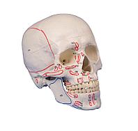 Модель черепа из 3 частей, с обозначением мышц