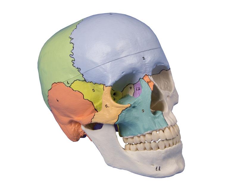Модель черепа из 3 частей, с дидактической раскраской - фото 1 - id-p77543640