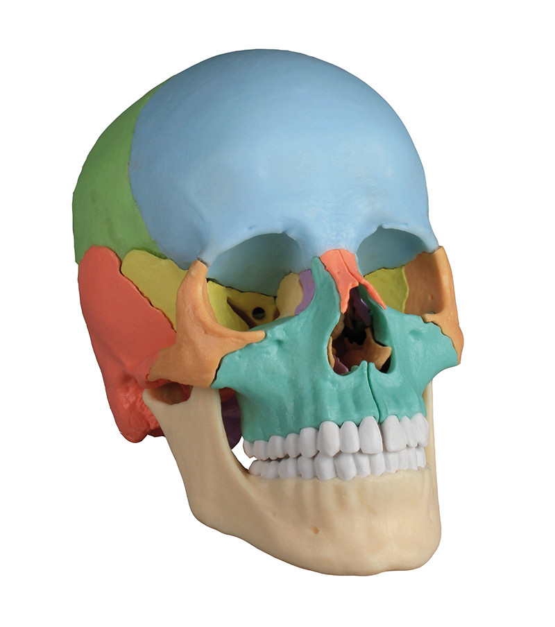 Модель черепа, 22 части, дидактическая версия - фото 5 - id-p77544161