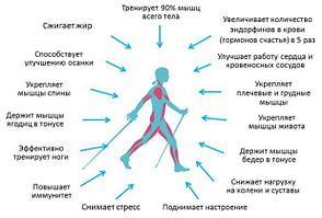 Палки треккинговые телескопические 2 шт., фото 2