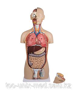 Қыздың анусындағы үлкен әтеш