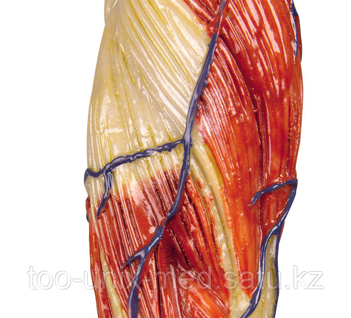 Кларамен орысша порно көру