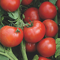 Семена томатов для открытого грунта (детерминантные) Лоджэйн (Лоджейн) F1 (1000 шт)
