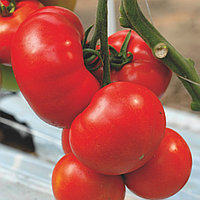 Семена томатов для пленочных телиц (индетерминантные) Буран F1 (1000 шт)