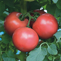 Семена томатов для пленочных телиц (индетерминантные) Пинк Трит F1 (1000 шт)