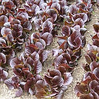 Семена салата Редза (10000 шт)