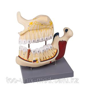 Амстердам секс массажы