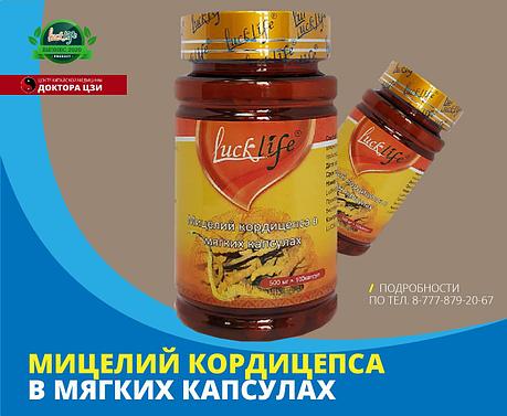 МИЦЕЛИЙ КОРДИЦЕПСА, фото 2