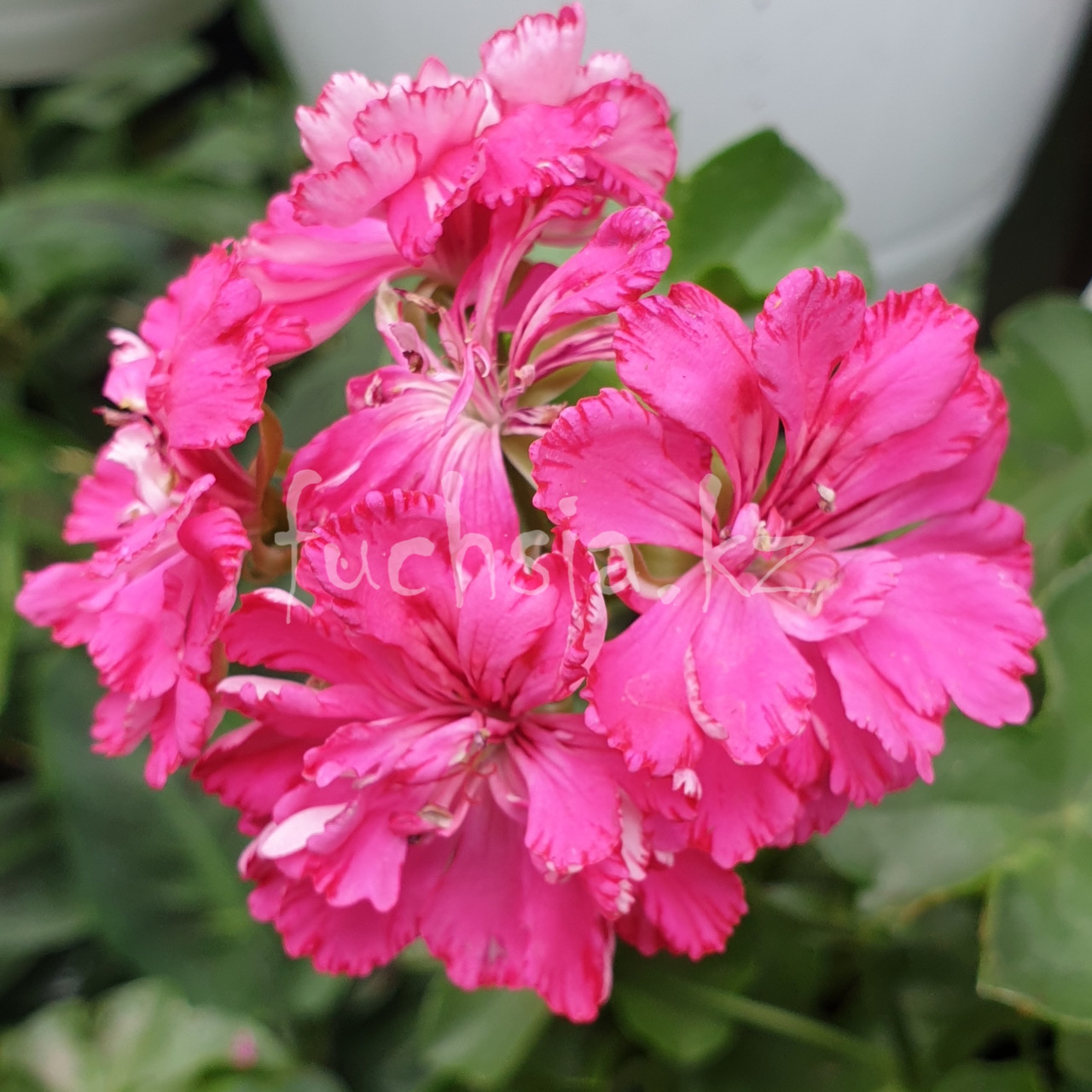 Cerize Carnation