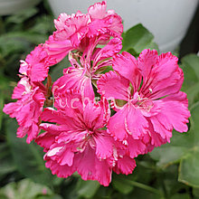 Cerize Carnation / укор.черенок