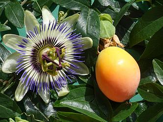 Маракуйя или  Passiflora Сaerulia, фото 2