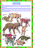 Плакаты Зоология, фото 9