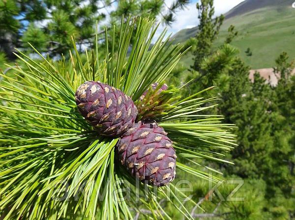 Подушка Natures Кедровая сила 70