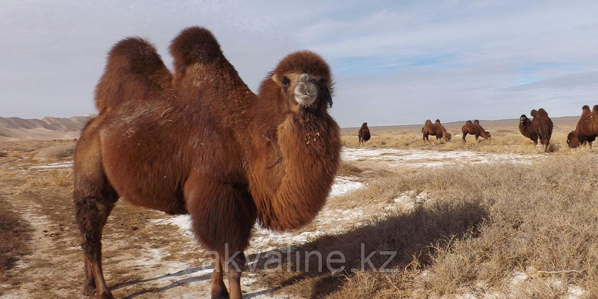 Одеяло из верблюжьей шерсти «Астра» - фото 3 - id-p79136823
