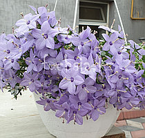 Chirillo/ укор.черенок