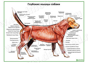 ГЛУБОКИЕ СЛОИ МЫШЦ СОБАКИ, ПЛАКАТ