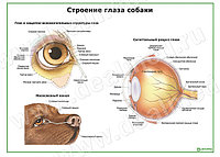 Плакат строение глаза собаки