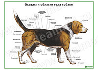 Отделы и области тела собаки плакат