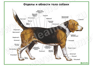 Отделы и области тела собаки плакат