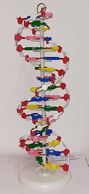 Модель-аппликация Удвоение ДНК и транскрипция РНК купить, цена