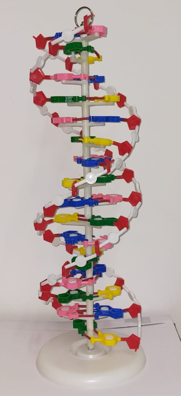 Модель "Структура ДНК" - фото 1 - id-p59194690