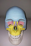 Модель «Череп человека с раскрашенными костями», фото 2