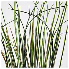ФЕЙКА Искусственное растение в горшке, трава, 17 см, фото 3