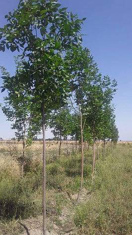 Ясень ланцелистный, фото 2