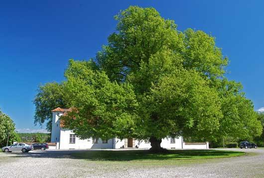 Липа крупнолистная Ратхаус, фото 2